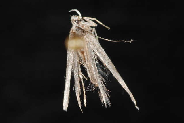 Image of Batrachedridae