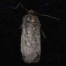 Image of Euxoa (Orosagrotis) aberrans McDunnough 1932