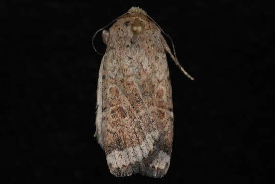 Image of Abagrotis scopeops Dyar 1904