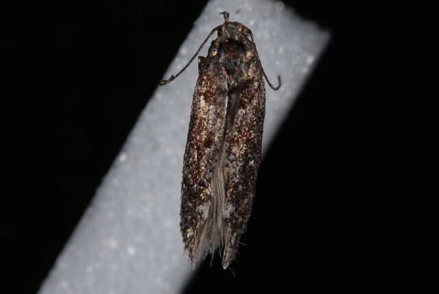 Image of Coleotechnites Flower Moth