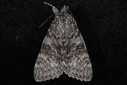 Image of Semirelict Underwing