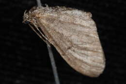 Image of Eupithecia nimbicolor Hulst 1896