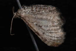 Image of Eupithecia nimbicolor Hulst 1896