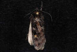 Image of Black Army Cutworm