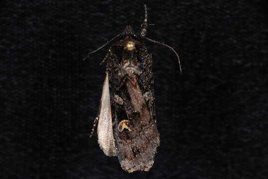 Image of Black Army Cutworm