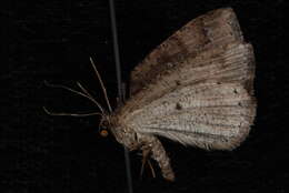 Image of <i>Drepanulatrix foeminaria</i>