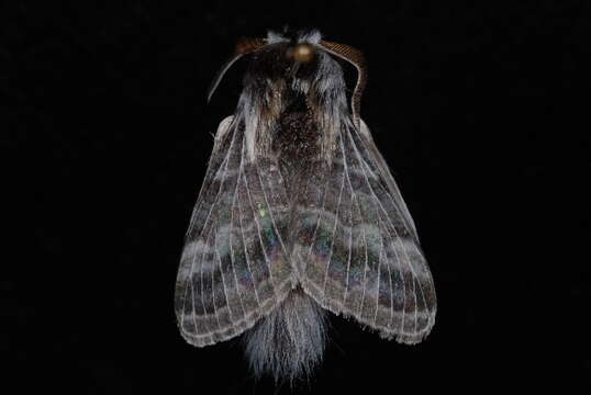 Image of Day's Lappet Moth