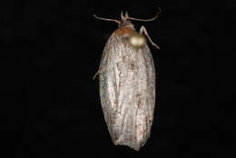 Image of Robinson's Acleris