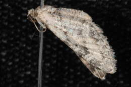 Image of Eupithecia agnesata Taylor 1908