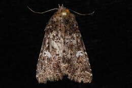 Image of <i>Properigea albimacula</i>