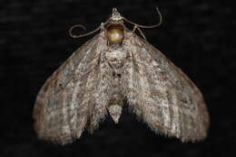 Image of Eupithecia gelidata Möschler 1860