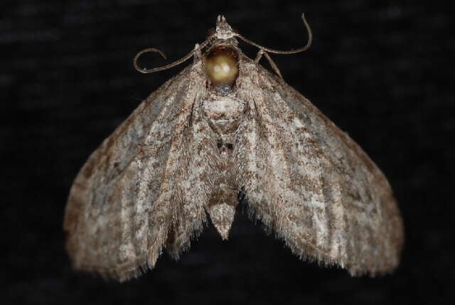 Image of Eupithecia gelidata Möschler 1860