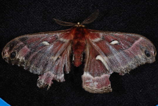 Hyalophora euryalus (Boisduval 1855) resmi