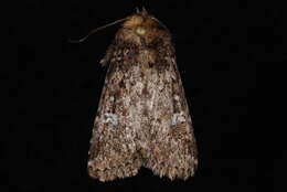 Image of <i>Properigea albimacula</i>