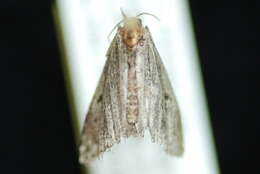 Mycterophora longipalpata Hulst 1896的圖片