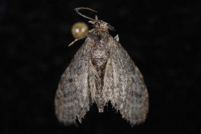 Image of Eupithecia