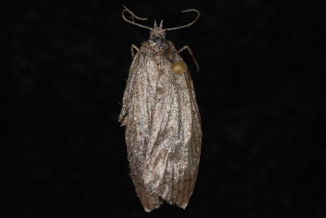 Acleris caliginosana Walker 1863的圖片