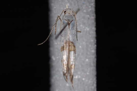 Image de <i>Argyresthia oreasella</i>