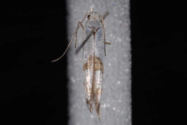 Imagem de <i>Argyresthia oreasella</i>