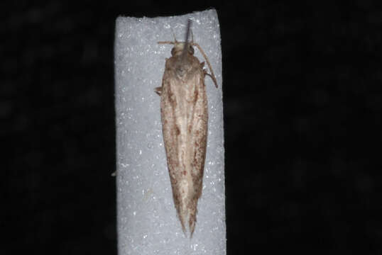 Image of Coleotechnites Flower Moth