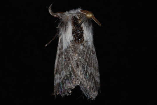 Image of Day's Lappet Moth