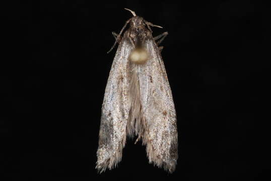 Imagem de <i>Bryotropha gemella</i>