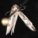 Image of <i>Agnippe prunifoliella</i>