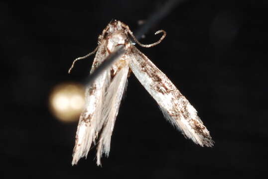 Image of <i>Agnippe prunifoliella</i>