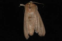 Image of <i>Leucania anteroclara</i>