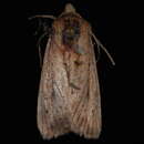 Image of Subflava Sedge Borer