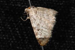 Image of Eupithecia niveifascia Hulst 1898