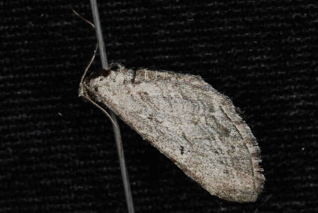 Image of Eupithecia behrensata Packard 1876