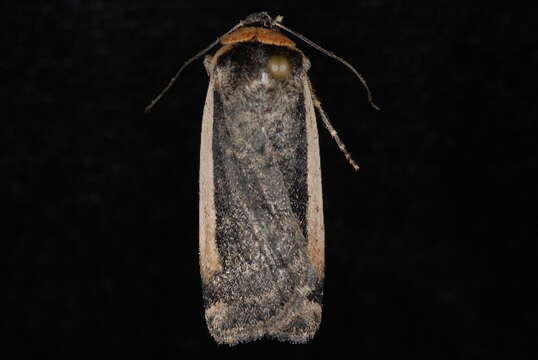 Image of Abagrotis vittifrons Grote 1864