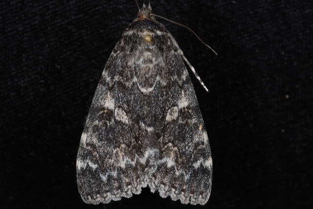 Image of Briseis Underwing, Ribbed Underwing