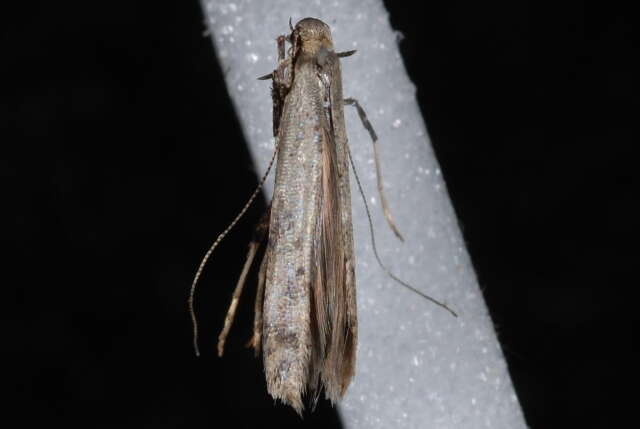 Image of Caloptilia strictella (Walker 1864)