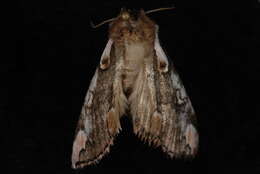 Image of Euthyatira lorata Grote 1881