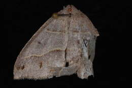 Image of <i>Macaria lorquinaria</i>