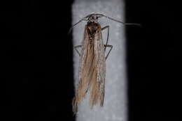 Image of Coleophora glaucella Walsingham 1882