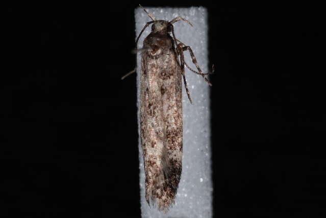 Image of <i>Chionodes fictor</i>