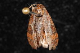 Image of <i>Leptostales rubromarginaria</i>