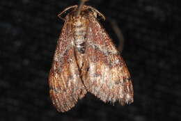 Image of <i>Leptostales rubromarginaria</i>