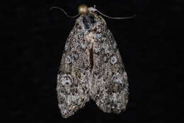 Image of <i>Cryphia olivacea</i> (Sm.)