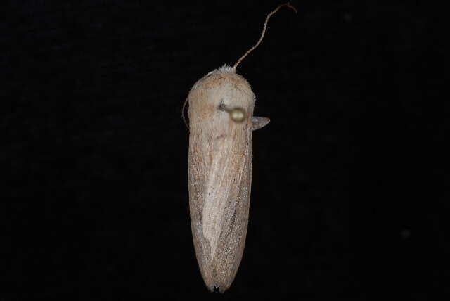 Image of <i>Leucania anteroclara</i>