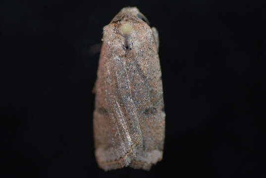 Image of Abagrotis forbesi