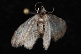 Image of Eupithecia albicapitata Packard 1876