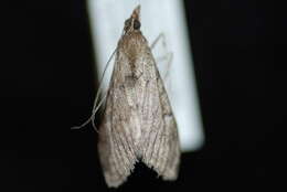 Image of Dusky Saucrobotys Moth