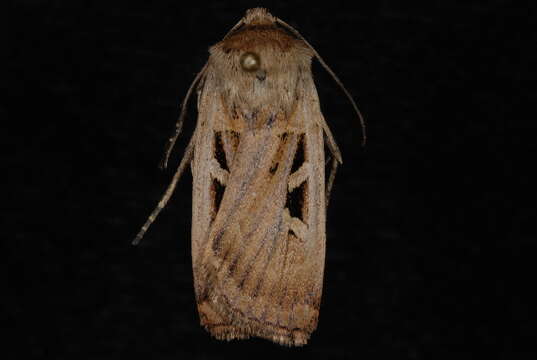 Image of Pseudohermonassa flavotincta Smith 1892