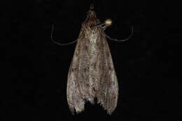 Image of Dusky Saucrobotys Moth