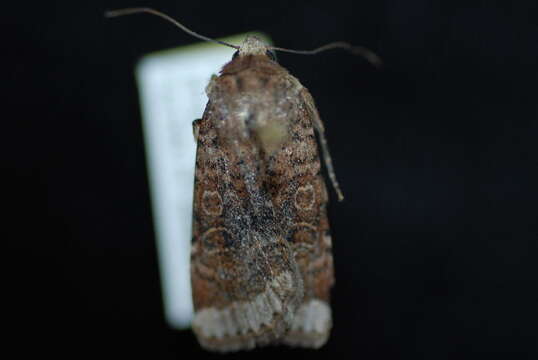 Image of Abagrotis scopeops Dyar 1904