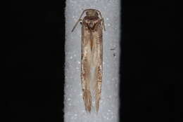 Image of Coleotechnites Flower Moth